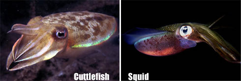 Cuttlefish vs. Squid