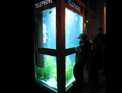 Phone Booth Fishtank