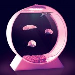 Desktop Jellyfish Tank (Image courtesy Jellyfish Art)