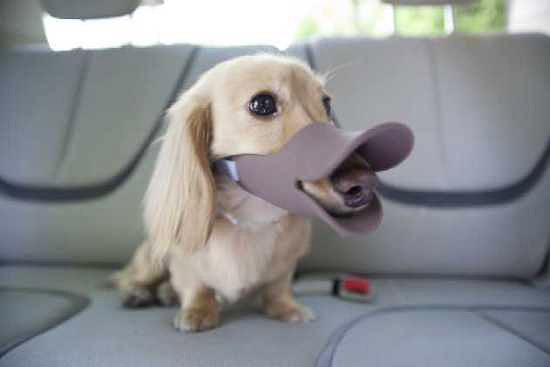 Quack Muzzle: Turn Your Dog Into A Novelty Pet, Dignity Need Not Apply