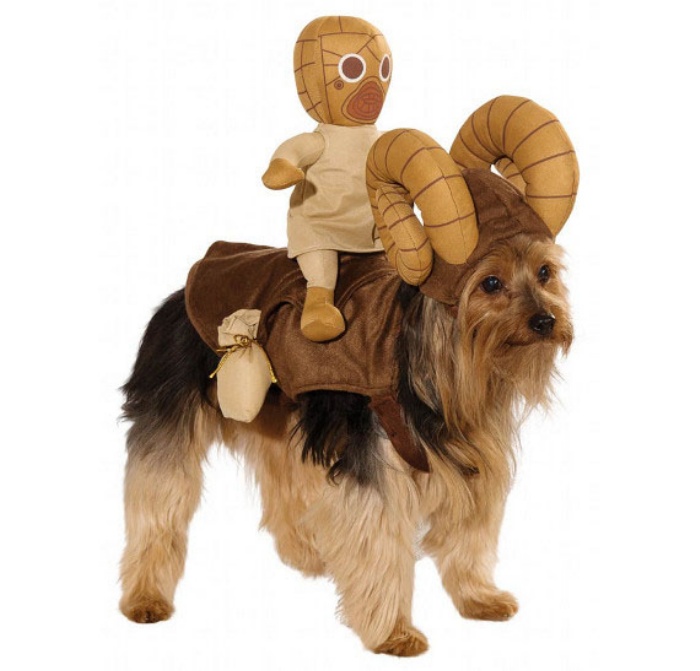 Star Wars Dog