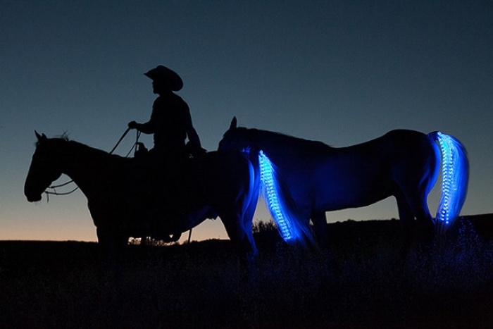 Horse Tail LED Lights