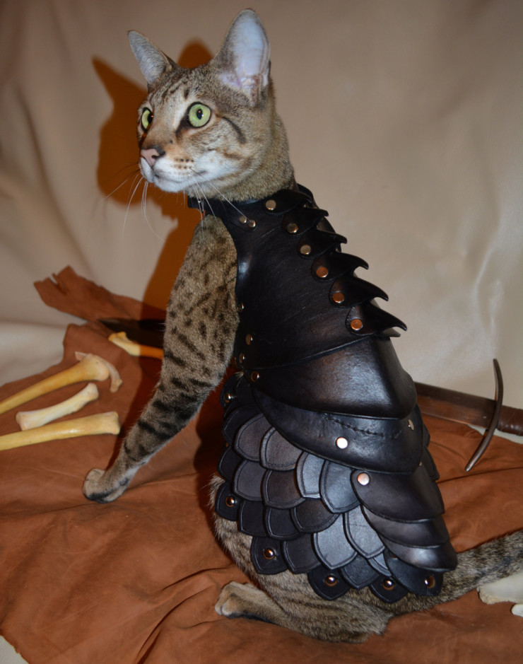 cat-armor-2