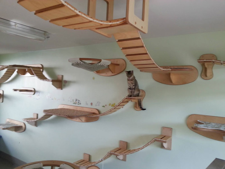 ceiling-furniture-for-cats-by-goldatze-gold-paw-11