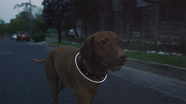 connected-collar-2