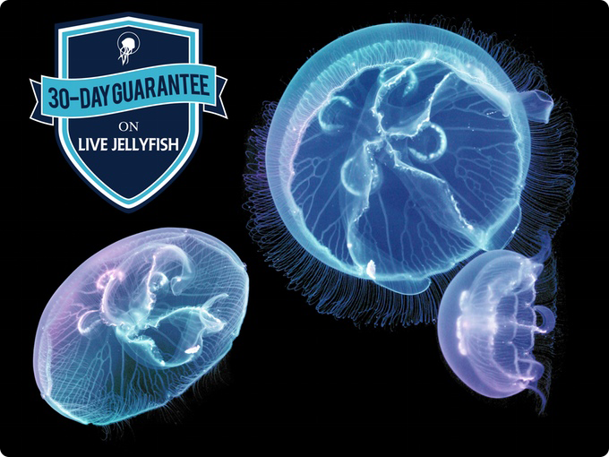 jellyfish-5